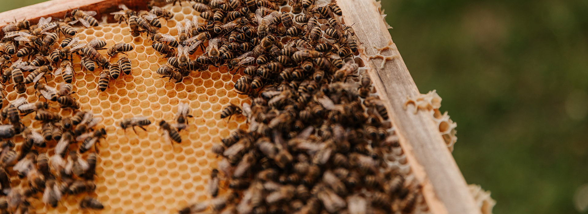 Buy our Bees