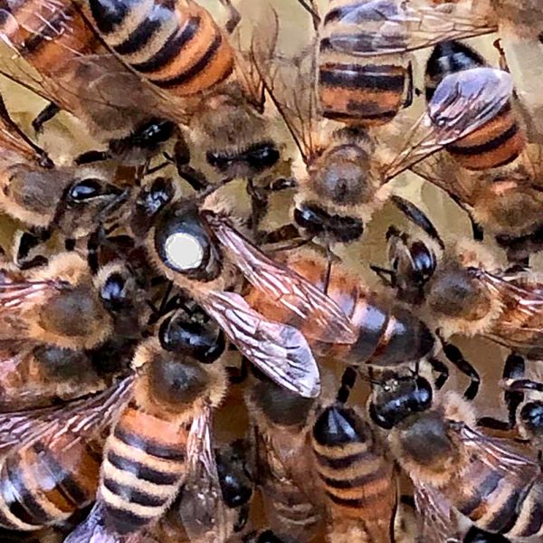 Individual Queen Bee